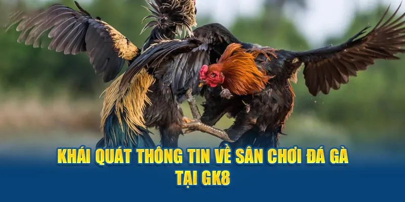 Đôi điều cơ bản về đá gà GK88