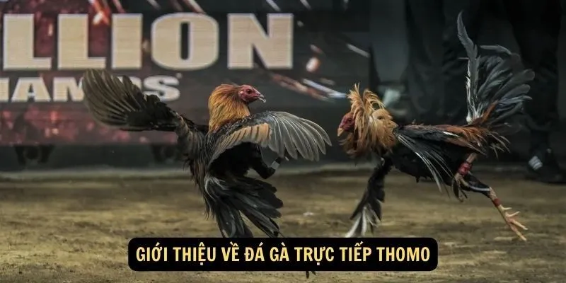 Tìm hiểu đá gà thomo trực tiếp tại GK88 là gì?