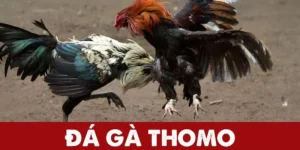 trực tiếp đá gà thomo